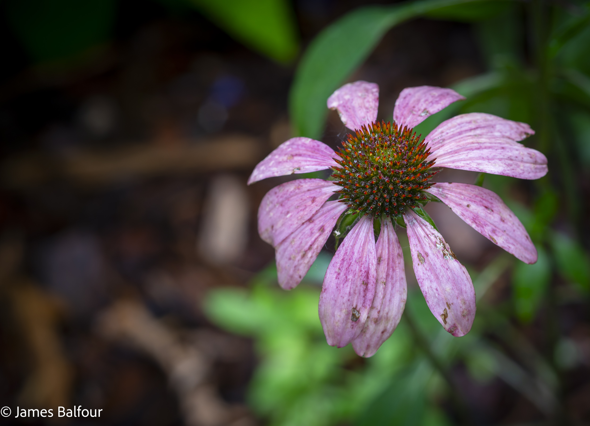 Late Spring Flowers