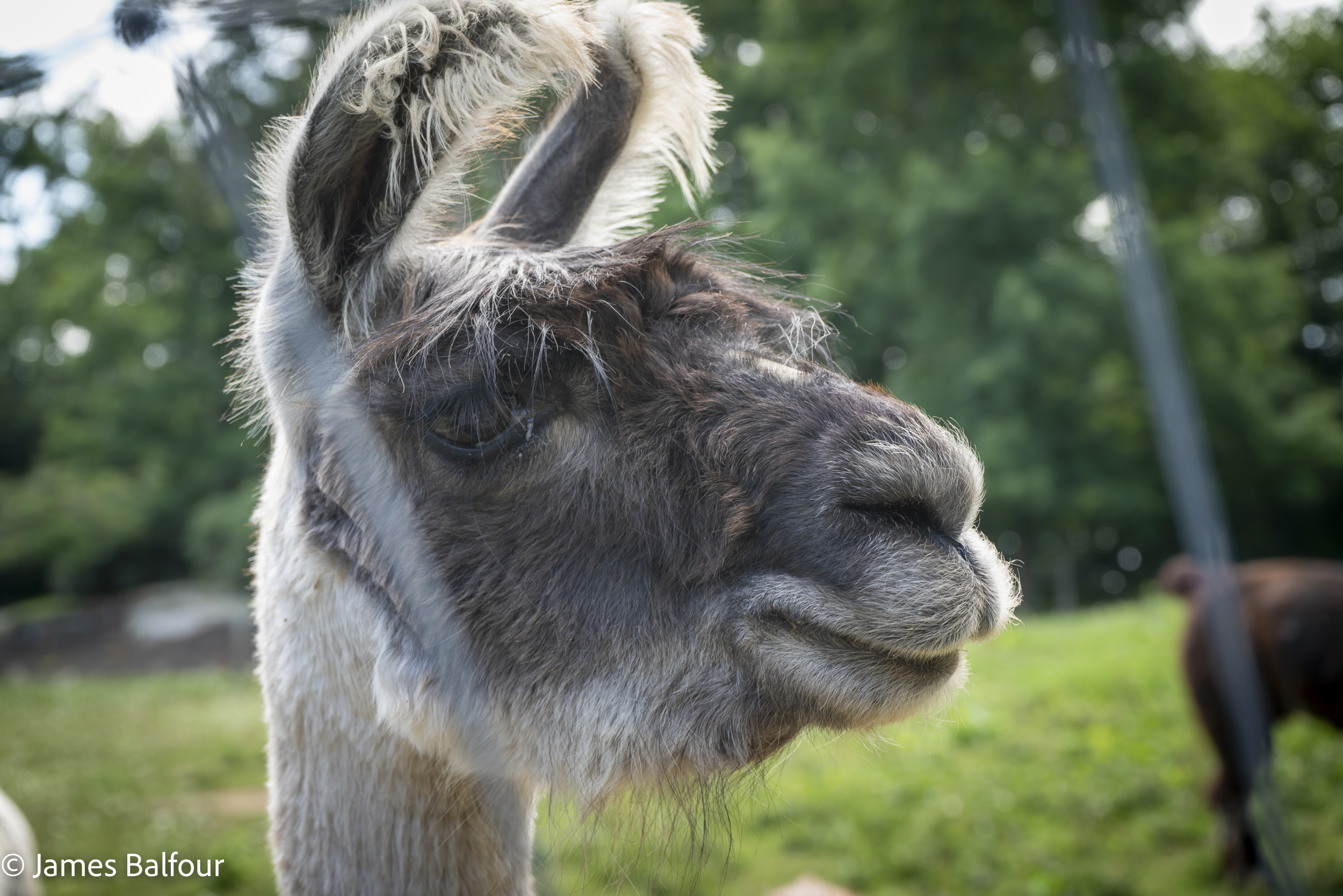 Apple Hill Farm – Banner Elk, NC