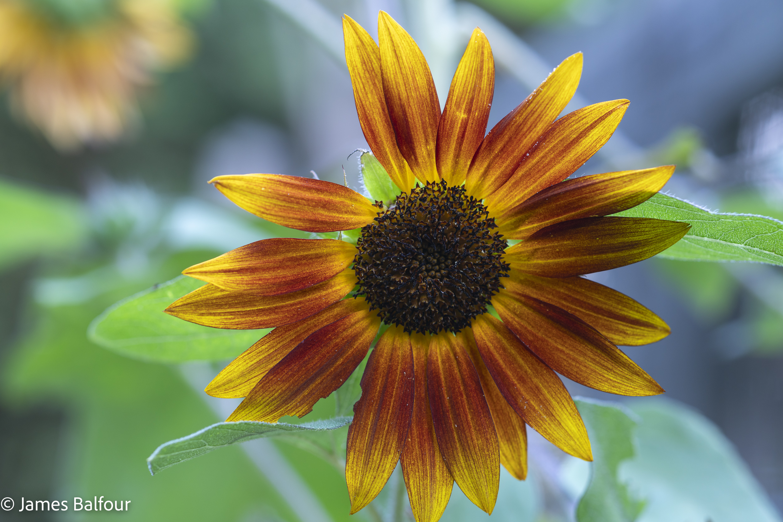 Sunflowers and More