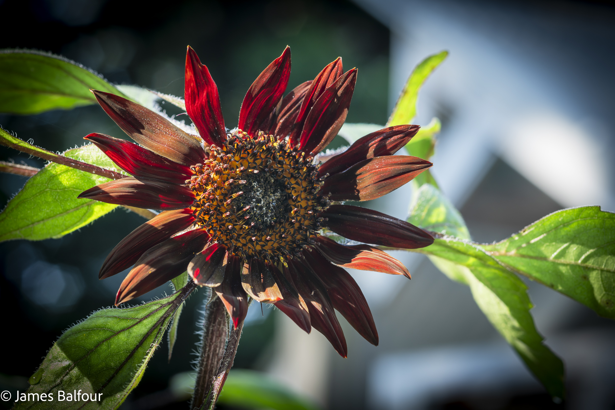 Almost Black Sunflower