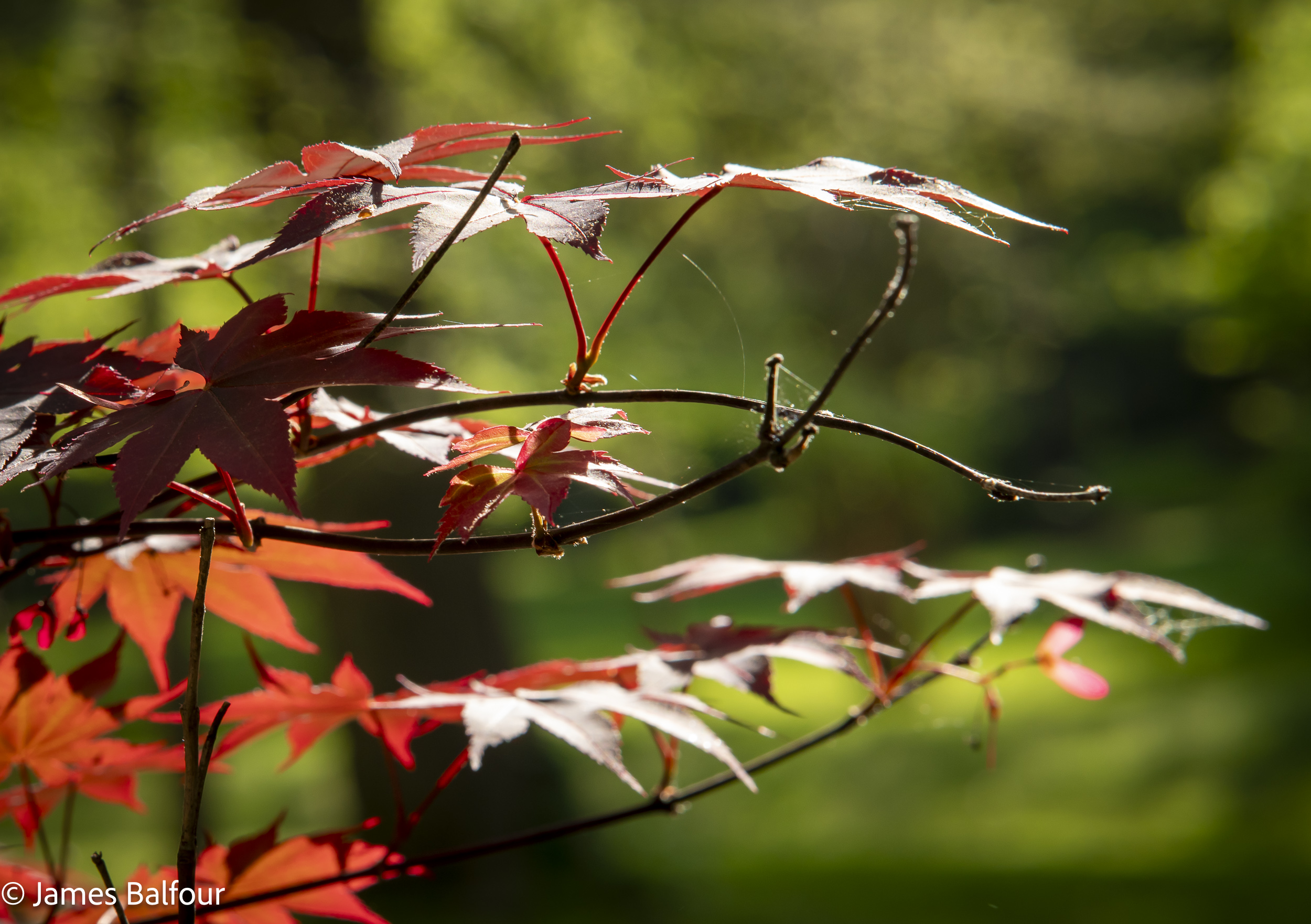 Spring Garden and Japanese Maple